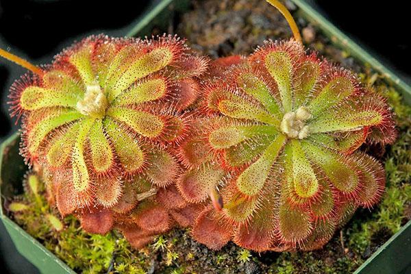 Drosera de Alicia