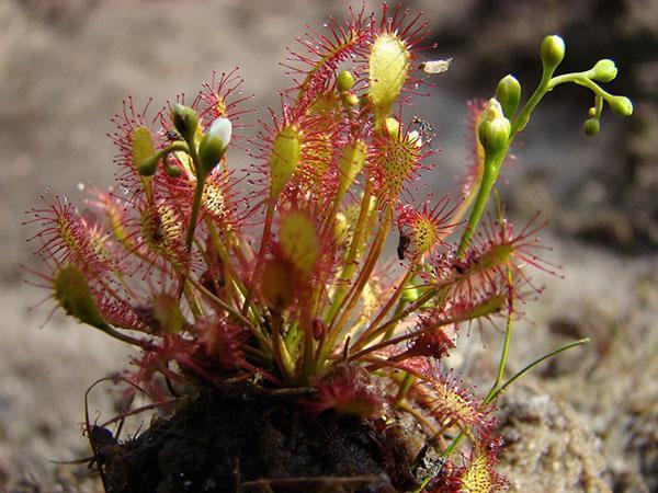 tipos y variedades de drosera