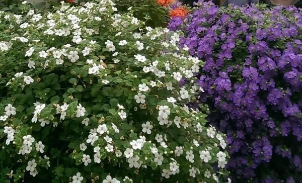 bacopa en pleine croissance