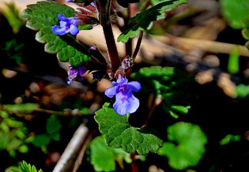 la plante est résistante aux maladies et aux ravageurs