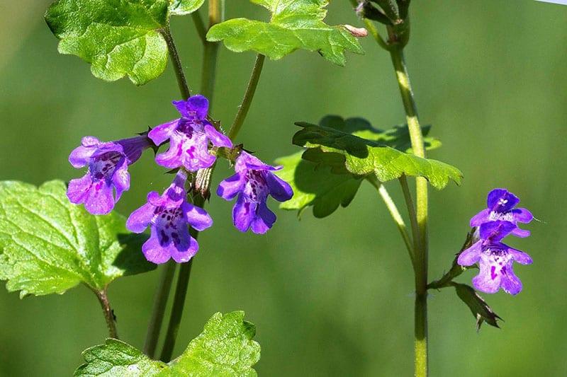 plante de la famille des lamines