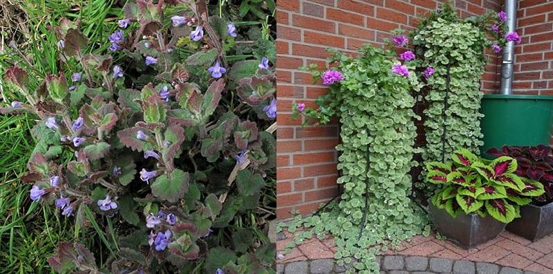 tipos de budra para una casa de verano