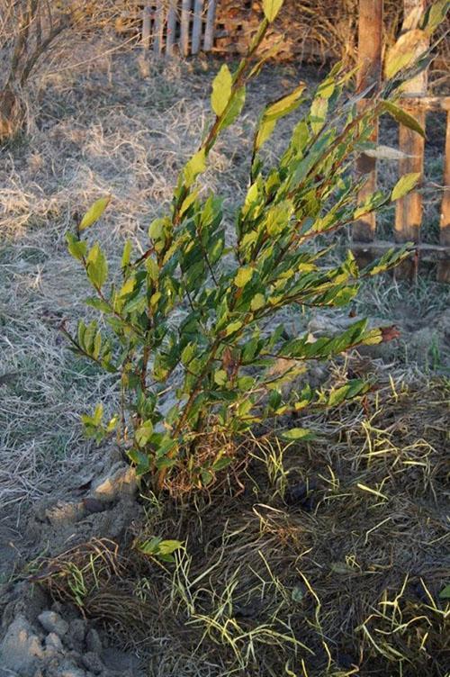 buisson de laurier après l'hiver