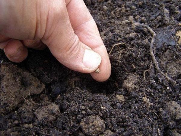 planter du laurier en pleine terre