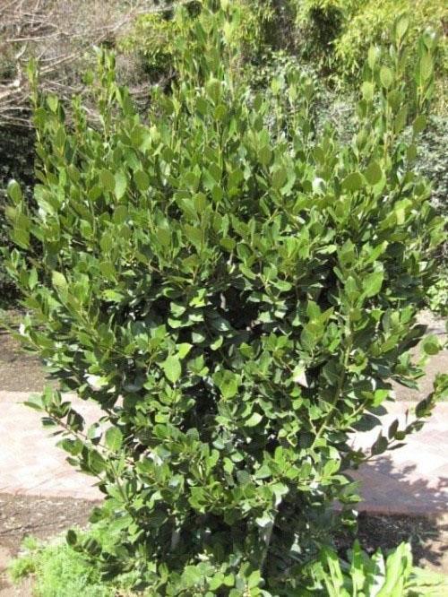cultivo de laurel en campo abierto