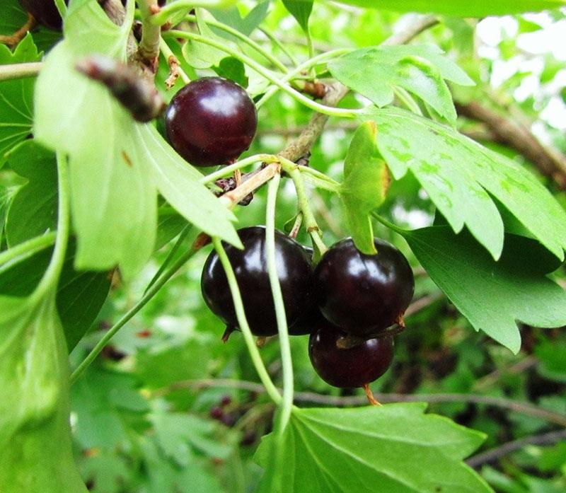 hybride de cassis et de groseille