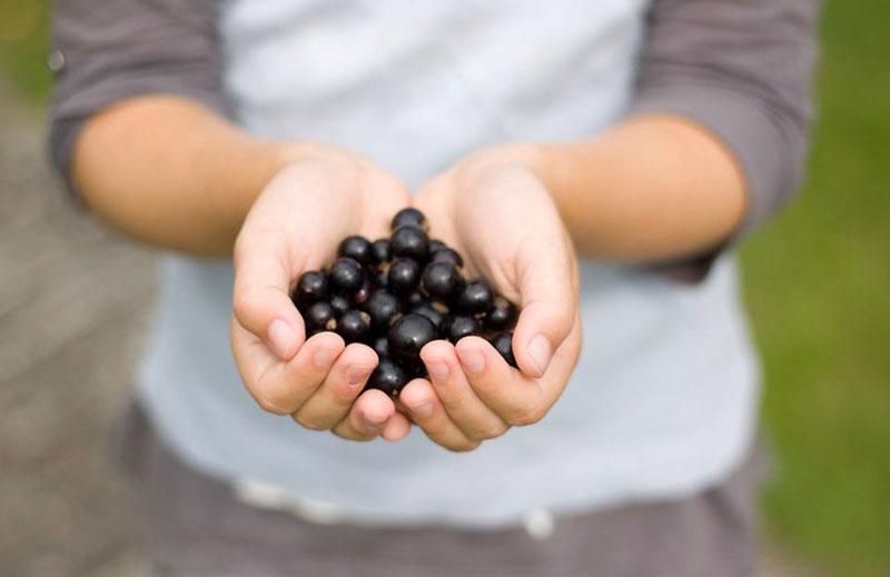 propriétés curatives du yoshta pour la santé