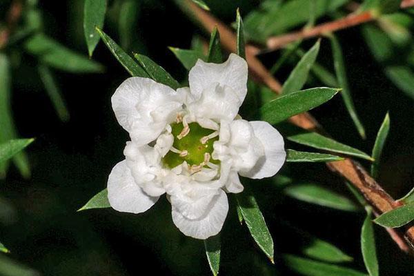 Cultivar Albo Plena