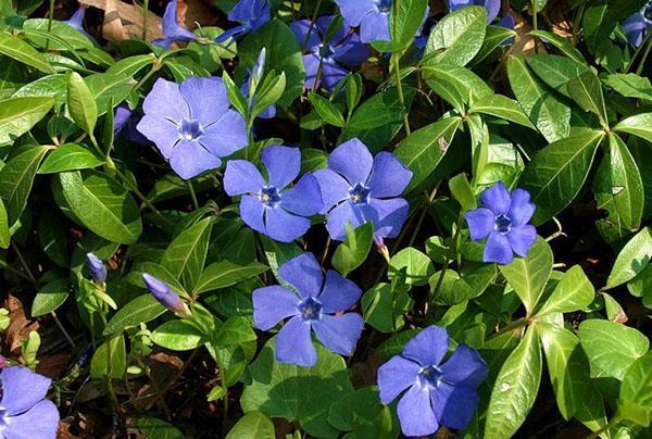 variedades de vincapervinca Flore Pleno