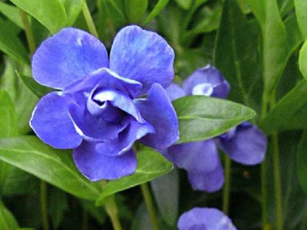 pervenche Azurea Flore Pleno