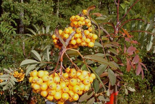 variedades de serbal amarillo