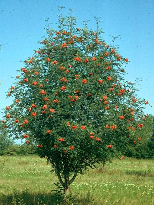 fabuleux sorbier des oiseleurs