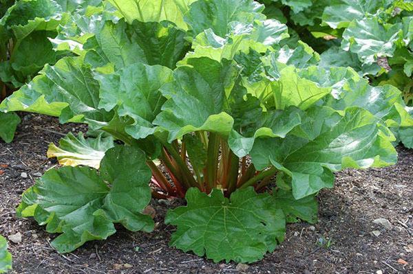 rhubarbe dans leur chalet d'été