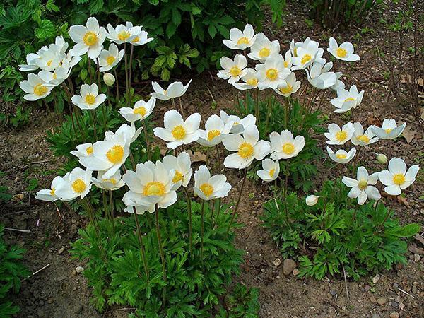 les anémones fleurissent dans le parterre de fleurs