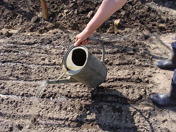 planter des anémones en pleine terre