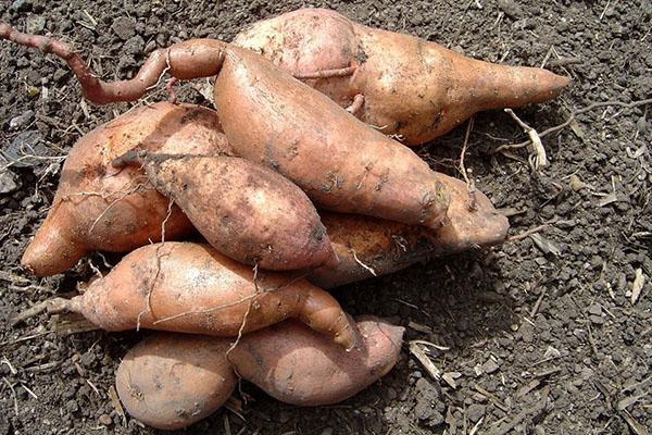 jeunes tubercules d'anémones avant stockage