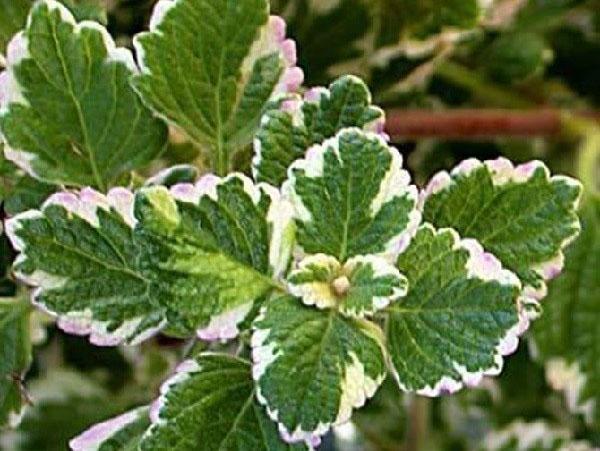 Plectranthus coleoides 