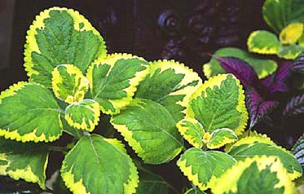 Plectranthus 