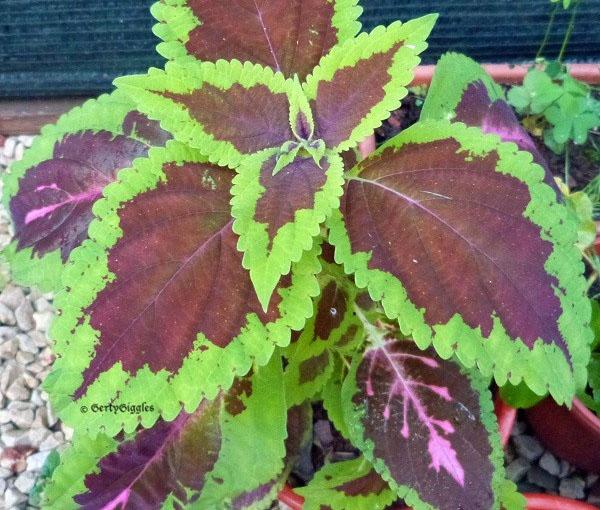 Plectranthus coleoides 