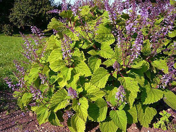 plectranthus arbustif