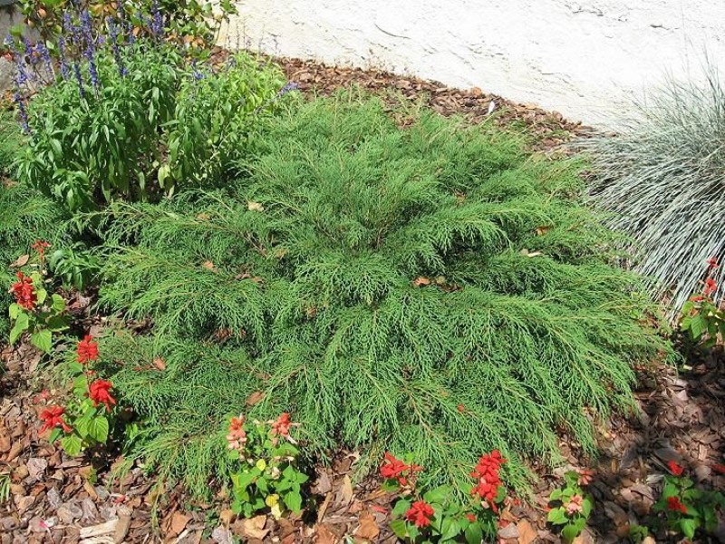 características de cuidado de las plantas