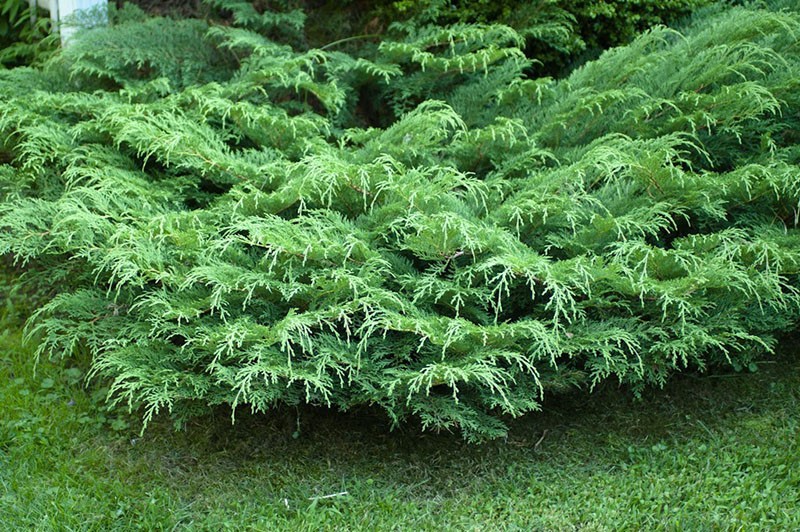 microbiota de pares cruzados en el jardín