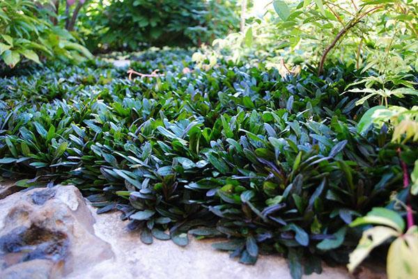 tapis de l'arbre rampant dans le jardin