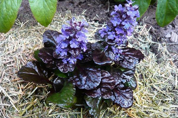 variété rampante tenace Copeaux de chocolat