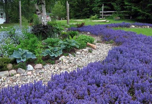 tapis de fleurs rampantes