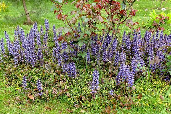 planter une rosette rampante tenace