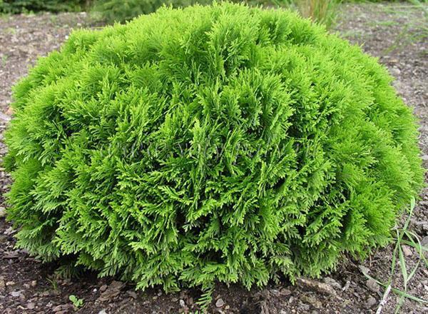 thuja globular Danica