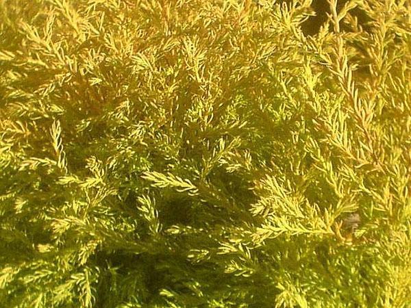 Thuja globular Reingold