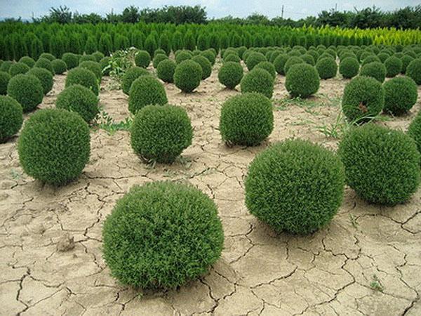 thuja teddy en la guardería