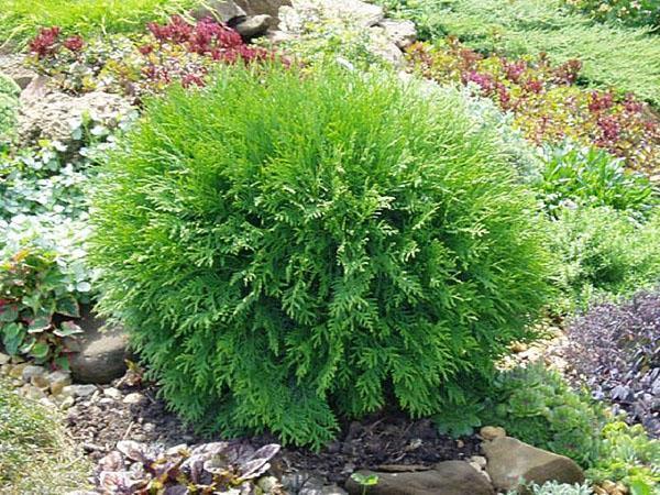 Thuja esférica en el jardín de rocas