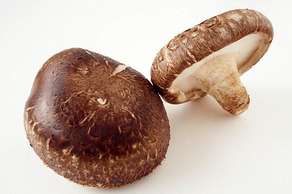 champignon lamellaire boisé shiitake