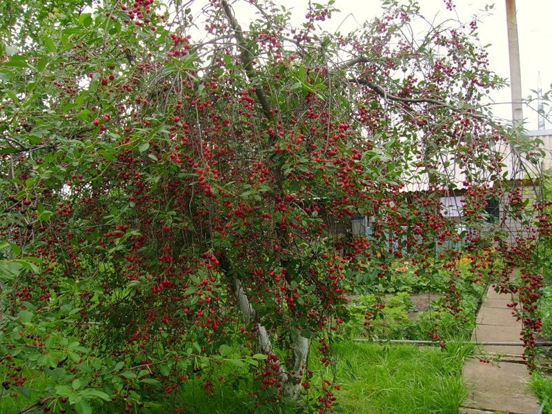 balaton de cerisier