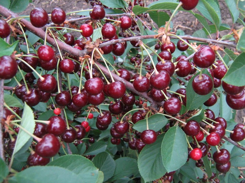 balaton de cerises