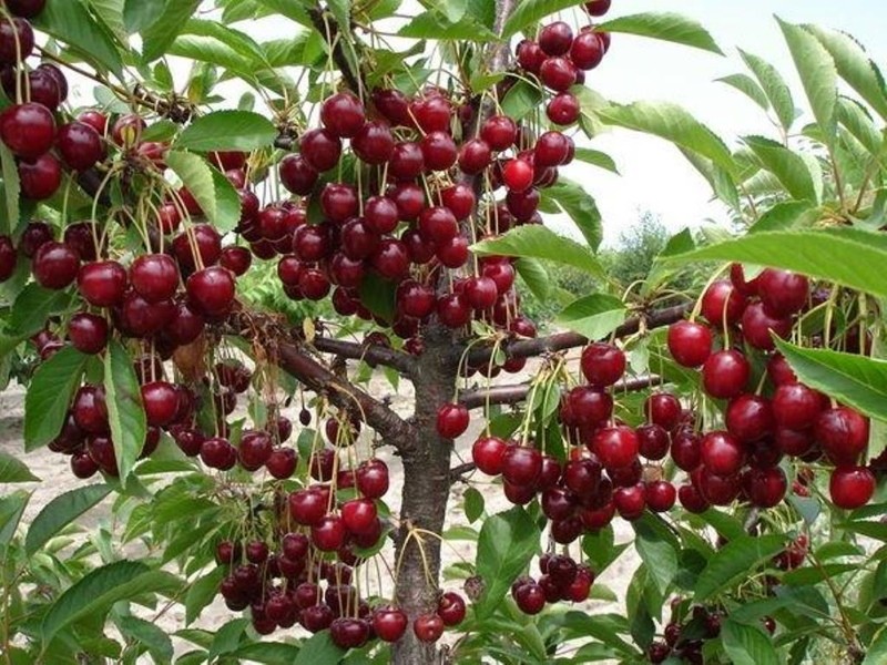 Descripción de la variedad cherry balaton pros y contras