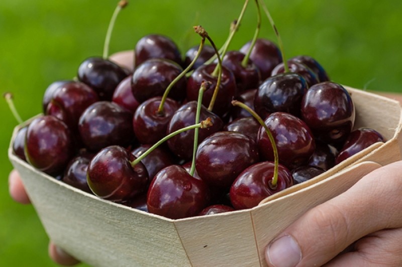 Description de la variété de cerise balaton