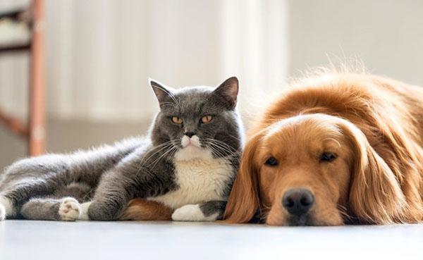 animaux en bonne santé