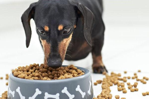 el perro come con gusto la comida de farmina