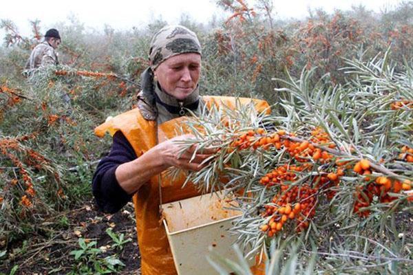 processus de récolte laborieux