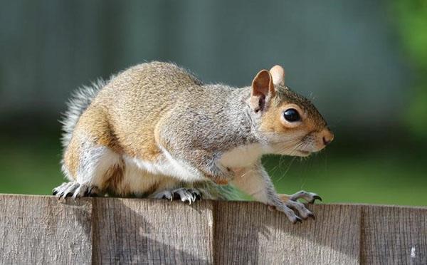 les écureuils n'aiment pas l'odeur humaine