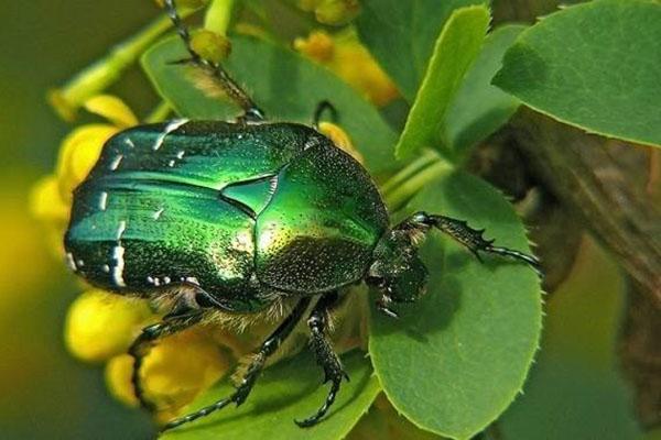 bronce verde