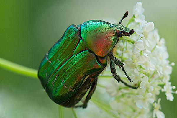 bronzovka nuit à la plante