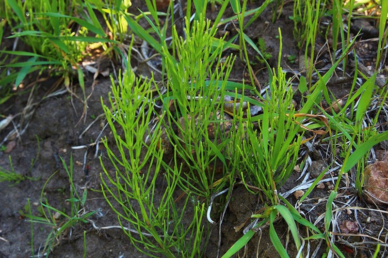 mauvaise herbe forte dans le jardin