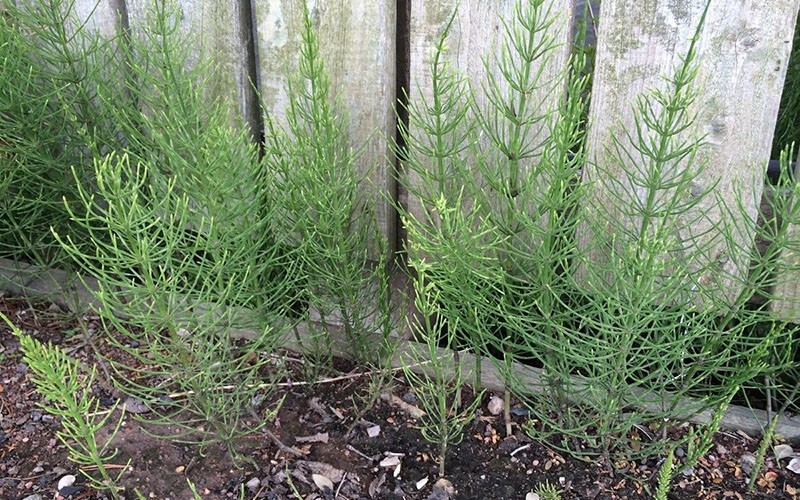 la prêle des champs pousse sur le site