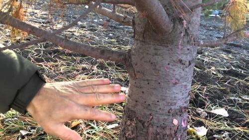 signes d'un scolyte sur un arbre