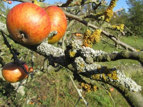 cómo deshacerse de los líquenes en los árboles frutales