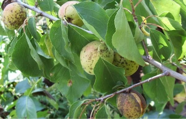 manifestation de la moniliose sur les abricots